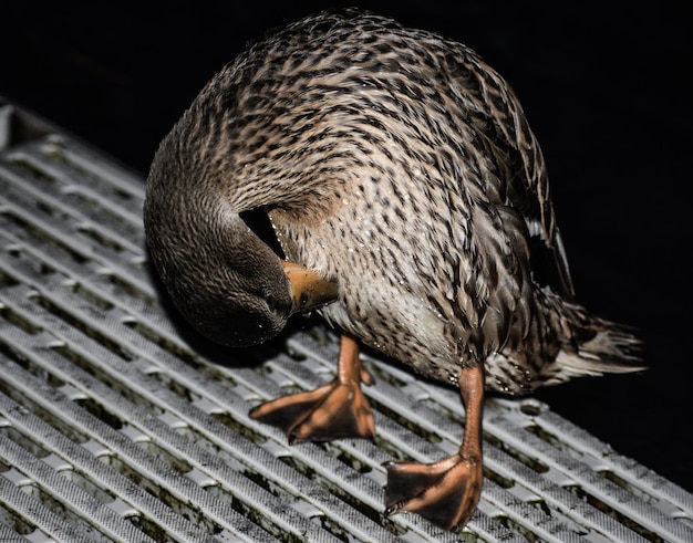 Foto hochwinkelansicht eines vogels