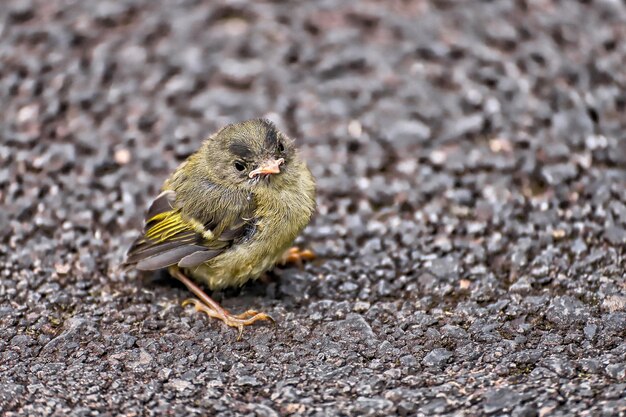 Foto hochwinkelansicht eines vogels