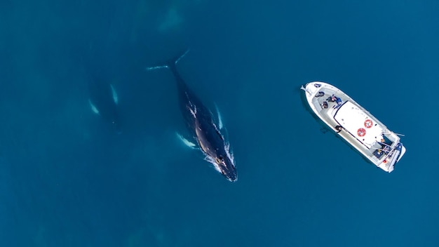 Hochwinkelansicht eines Wales, der mit einem Boot im Meer schwimmt