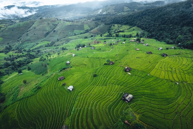 Hochwinkelansicht Grünes Reisfeld auf Terrassen in Chiangmai