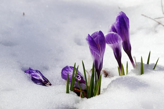 Hochwinkelansicht purpurfarbener Blüten, die auf einem verschneiten Feld blühen