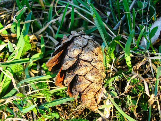 Hochwinkelansicht trockener Pflanzen auf dem Feld