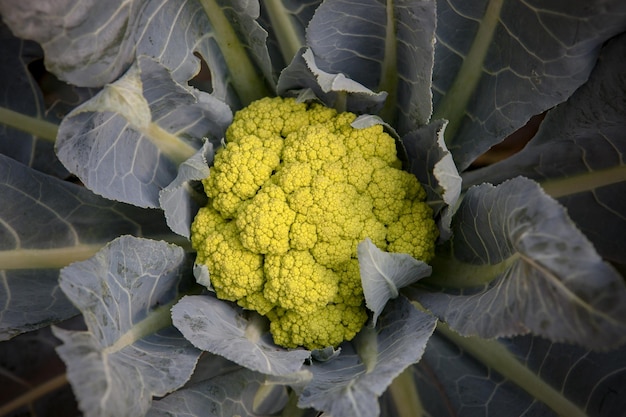 Foto hochwinkelansicht verschiedener blumen