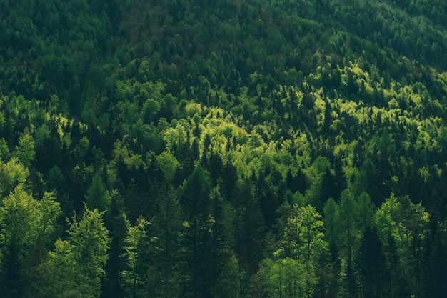 Hochwinkelansicht von Bäumen im Wald.