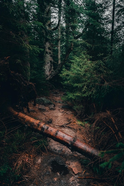 Hochwinkelansicht von Bäumen im Wald