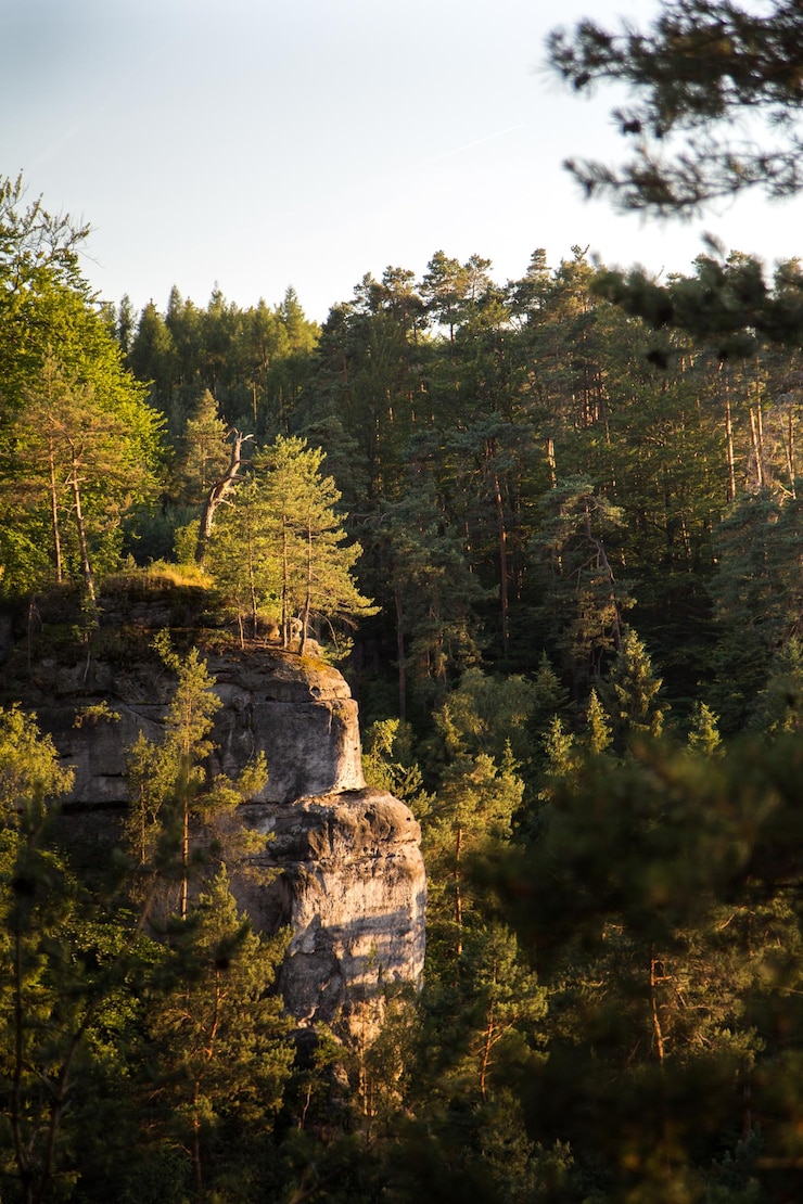 Foto hochwinkelansicht von bäumen und pflanzen gegen den himmel