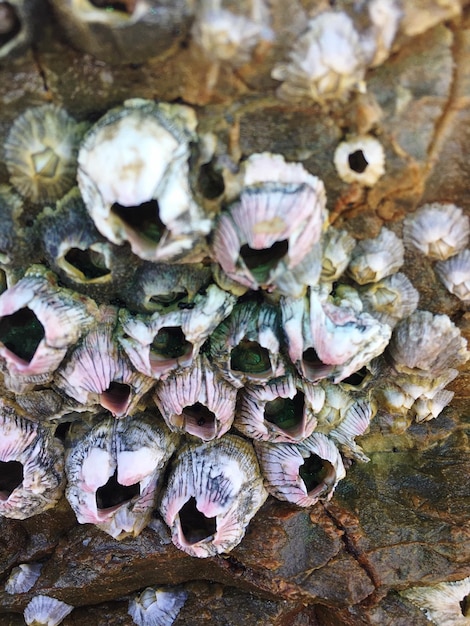 Foto hochwinkelansicht von barnacles auf einem felsen am strand