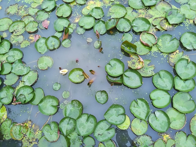 Hochwinkelansicht von Blättern, die auf dem Teich schwimmen.