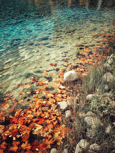 Foto hochwinkelansicht von blättern, die im see schwimmen