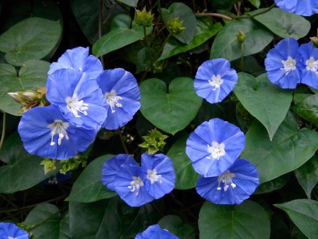 Foto hochwinkelansicht von blauen blumen, die im park blühen