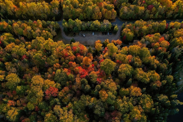 Hochwinkelansicht von blühenden Pflanzen an Bäumen im Wald im Herbst