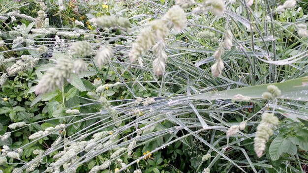 Foto hochwinkelansicht von blühenden pflanzen auf dem feld