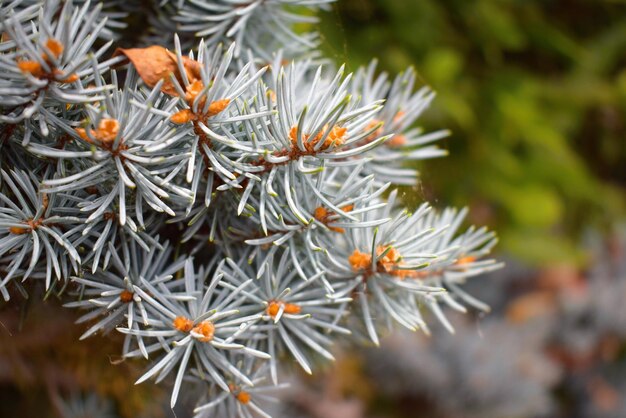 Foto hochwinkelansicht von blumen auf einem baum