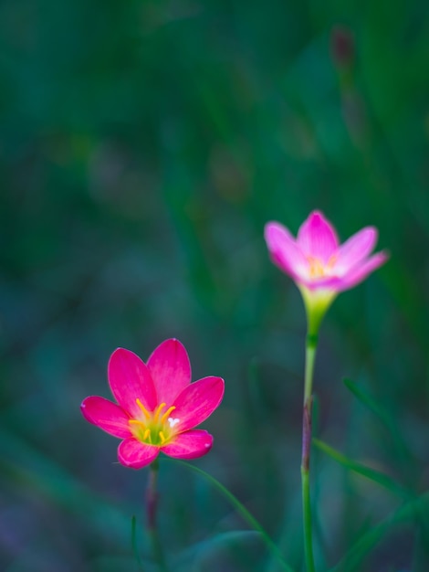 Hochwinkelansicht von Blumen, die im Freien blühen