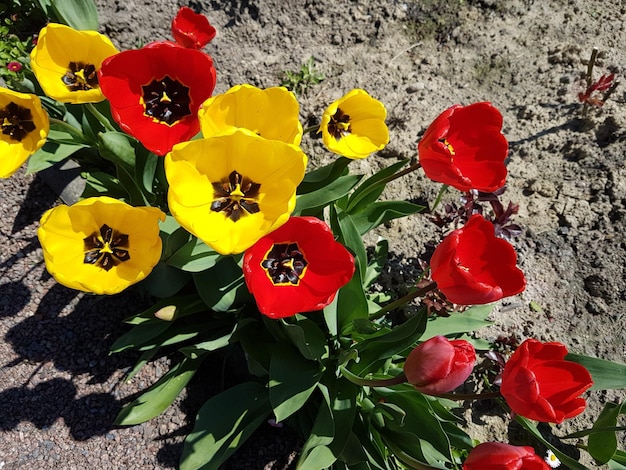 Foto hochwinkelansicht von blumen, die im freien blühen