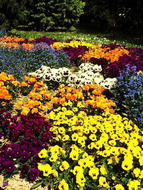 Hochwinkelansicht von Blumenbeeten im Park