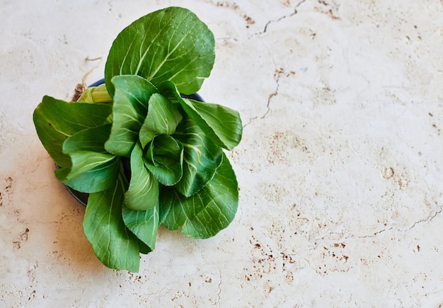 Hochwinkelansicht von Bok Choy auf texturierten Bodenfliesen