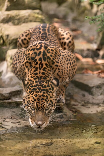 Hochwinkelansicht von einem Leoparden, der draußen sitzt und die Zunge herausstreckt