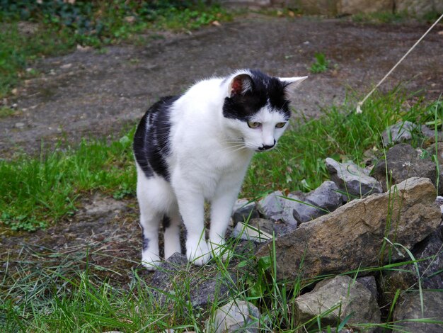 Foto hochwinkelansicht von einer katze, die auf einem feld auf einen felsen schaut