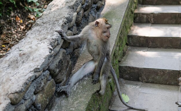 Foto hochwinkelansicht von einer katze, die auf einer treppe sitzt