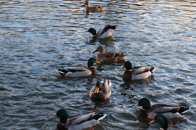 Hochwinkelansicht von Enten, die auf dem See schwimmen