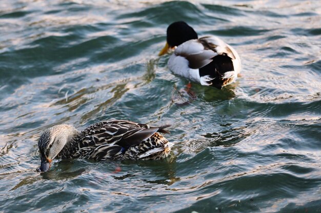 Foto hochwinkelansicht von enten, die im meer schwimmen