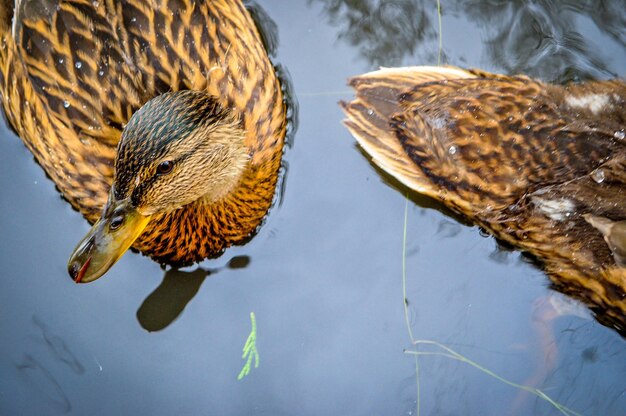 Foto hochwinkelansicht von enten, die im see schwimmen