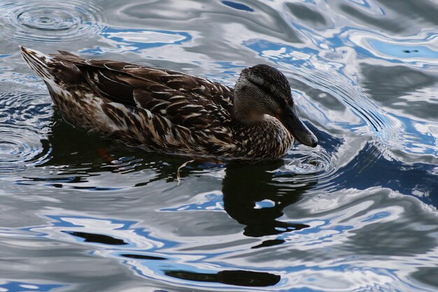 Foto hochwinkelansicht von enten, die im see schwimmen