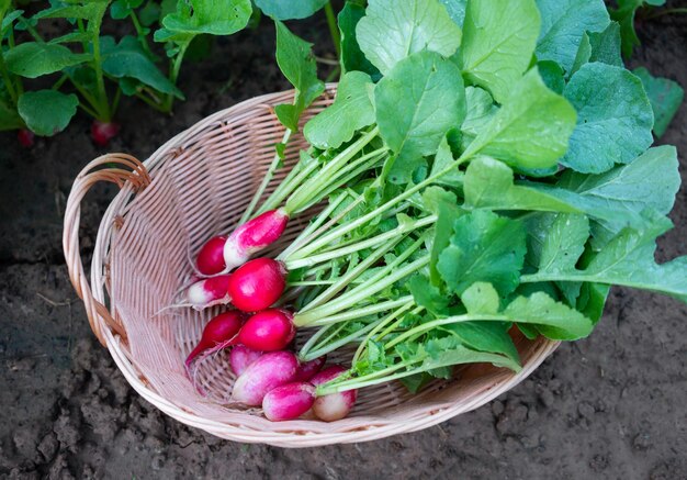 Hochwinkelansicht von Erdbeeren im Korb