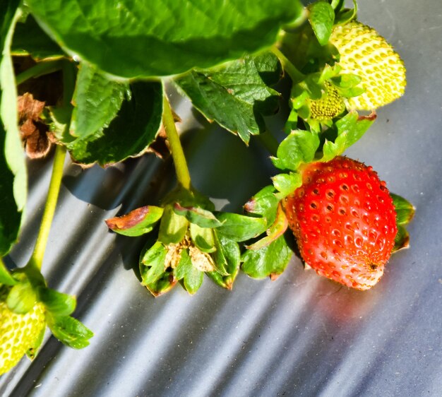 Foto hochwinkelansicht von erdbeeren
