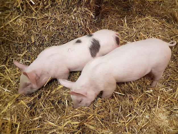 Foto hochwinkelansicht von ferchen, die auf heu weiden