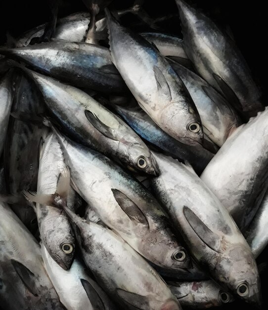 Hochwinkelansicht von Fisch zum Verkauf auf dem Markt