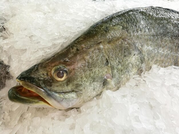 Foto hochwinkelansicht von fischen auf eis