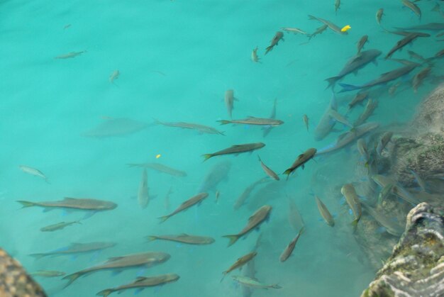 Hochwinkelansicht von Fischen, die im Aquarium schwimmen