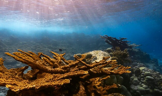 Foto hochwinkelansicht von fischen, die im meer schwimmen