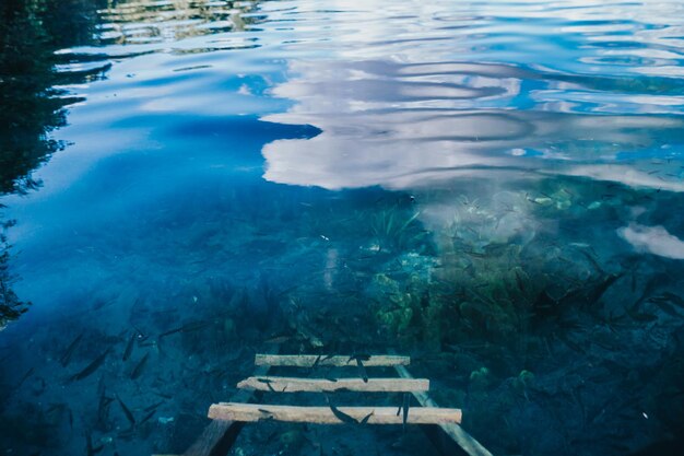 Hochwinkelansicht von Fischen, die im Meer schwimmen