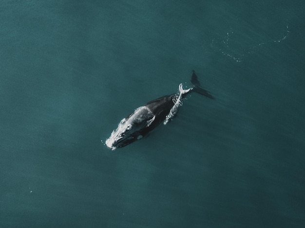 Foto hochwinkelansicht von fischen, die im meer schwimmen