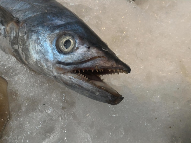 Foto hochwinkelansicht von fischen im eis