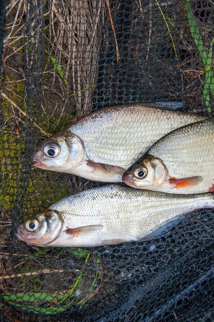 Foto hochwinkelansicht von fischen