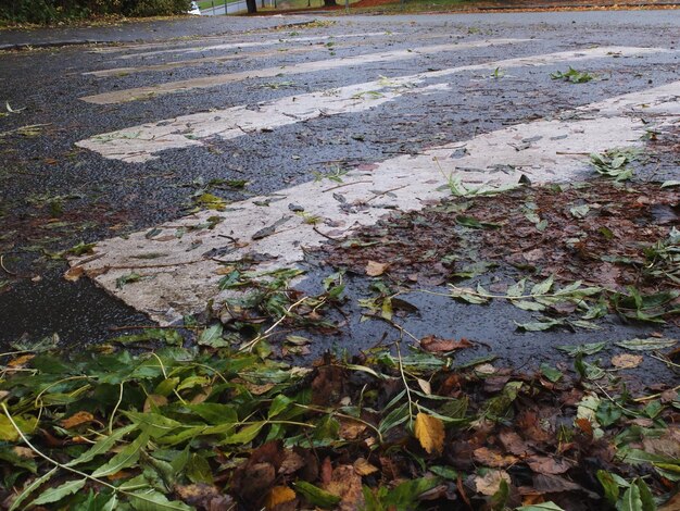 Foto hochwinkelansicht von gefallenen blättern auf einer nassen straße während der regenzeit