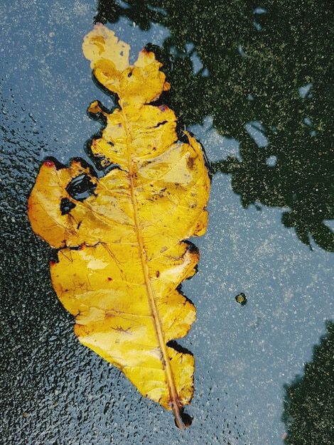 Foto hochwinkelansicht von gelbem ahornblatt auf einer nassen straße