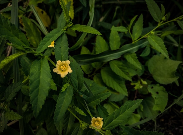 Foto hochwinkelansicht von gelben blumen