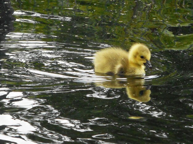 Foto hochwinkelansicht von gelben jungen vögeln, die im see schwimmen