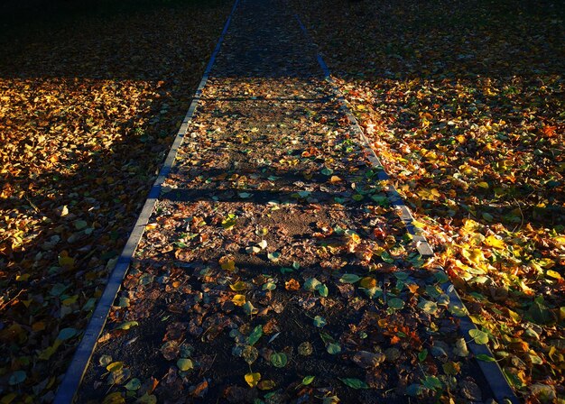 Foto hochwinkelansicht von herbstblättern auf dem feld