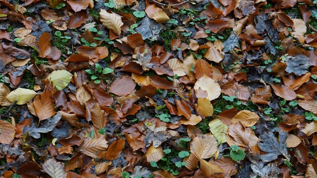 Foto hochwinkelansicht von herbstblättern auf dem feld