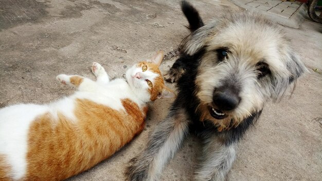 Hochwinkelansicht von Hund und Katze, die auf einem Fußweg ruhen