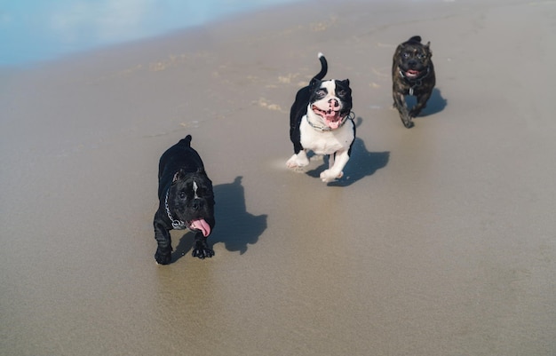Hochwinkelansicht von Hunden am Strand