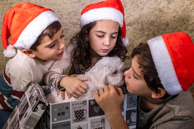 Hochwinkelansicht von Jungen und Mädchen durch einen Hund in einer Einkaufstasche