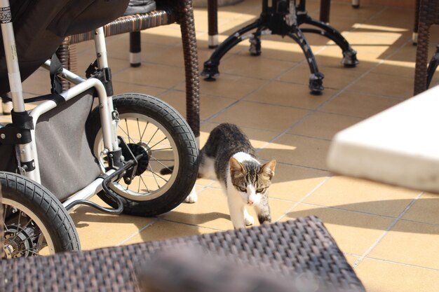 Foto hochwinkelansicht von katze mit fahrrad auf fliesenboden