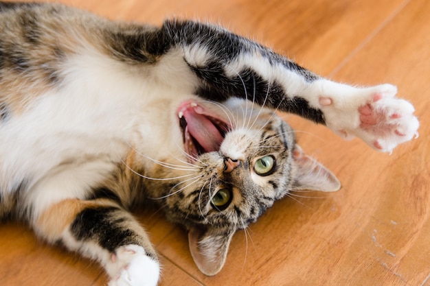 Hochwinkelansicht von Katze mit offenem Maul, die auf dem Boden liegt